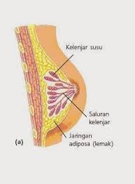 Memiliki paudara yang indah dan juga karna kita terlihat cantik dan seksi. Pin Di Acemaxs