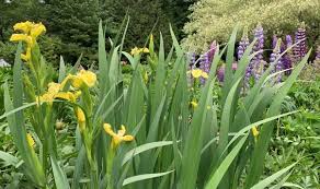 Image result for Iris pseudacorus