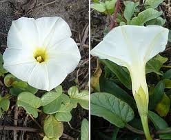 Image result for Ipomoea stolonifera
