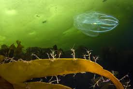 The arctic ocean is the smallest and the shallowest of the world's five major oceans. See The Amazing Ethereal Creatures Living Under Arctic Ice