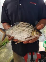 Maybe you would like to learn more about one of these? Fresh Serikin Empurau Fish Posts Facebook