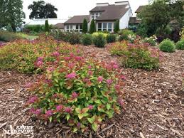 Check spelling or type a new query. Dwarf Flowering Shrubs For Small Gardens And Landscapes