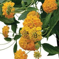 Tiddley Winks Yellow Lantana Hybrid Proven Winners Plants Hanging Tomato Plants Yellow Lantana