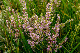 Image result for Nidorella auriculata