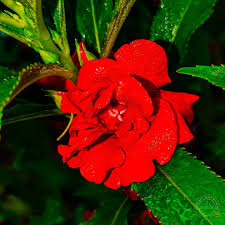 Image result for Eranthemum laxiflorum