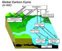 carbon cycle and atmospheric co2