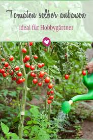 Tomaten Selber Pflanzen Mit Diesen Tricks Gelingt Es Tomaten Pflanzen Tomaten Zuchten Tomaten