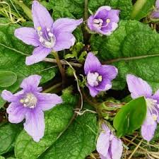 How to make datura flower essence. Datura Stramonium Flower Essence Bane Folk