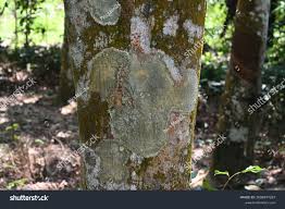 Image result for Pericopsis