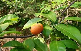 Image result for Salacia orientalis