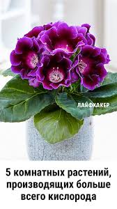 горшечные растения комнатные цветы фото и названия и уход за ними Pin Na Doske Eto Interesno