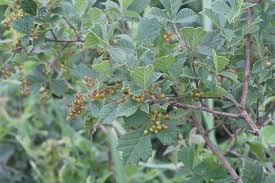 Image result for Searsia dentata