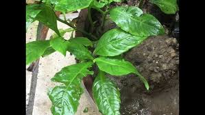 Image result for Struchium sparganophorum