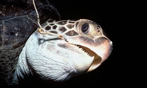 Where they maintain the health of coral reefs by aiding in the growth of coral. Hawksbill Turtle Sea Turtles Species Wwf
