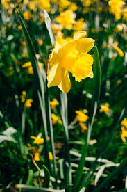 Daffodil Free High Resolution Photo About Nature Background Beautiful Beauty Blooming Blossom Botanic Botany Close Up Color D Daffodils Daffodil Flower Plants