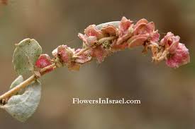 Image result for Atriplex halimus