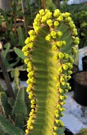 Image result for Euphorbia cooperi
