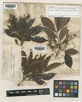 Image result for Cunoniaceae