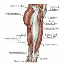 Evenly distribute weights from your upper body into the lower extremities Two Jointed Muscles Of The Lower Body What They Are And How To Train Leg Muscles Anatomy Leg Muscles Diagram Hip Muscles Anatomy