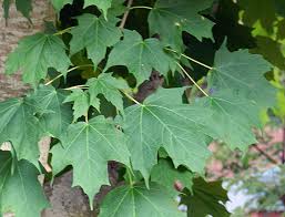 Check spelling or type a new query. Acer Saccharum Bonfire Landscape Plants Oregon State University