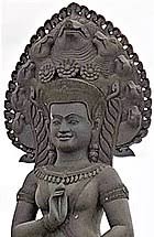 Họ này có khoảng 548 loài cây gỗ và cây bụi thuộc các chi là diospyros, euclea, lissocarpa và royena. Funan Wikipedia