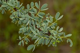 Image result for Acacia mellifera