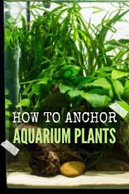 The proper substrate keeps live plants anchored and provides a fertile area for root growth. How To Anchor Aquarium Plants Planted Aquarium Best Aquarium Fish Aquarium Fish Tank