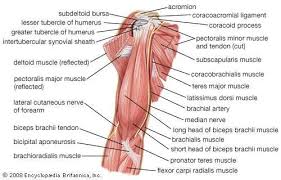 Figure 1 shows a forearm holding a book and a schematic diagram of an analogous lever system. Forearm Anatomy Britannica