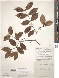 Image result for Ancylobothrys scandens