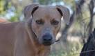 Blue Lacy Puppies - Magnum Blue Lacy Dogs