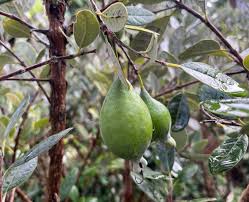 Image result for Feijoa