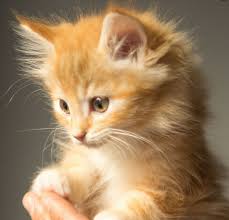 Pin By Silo On Chaton Trop Mignon Cats Kitten Adoption Vegan Cat