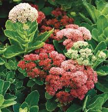 Image result for Sedum