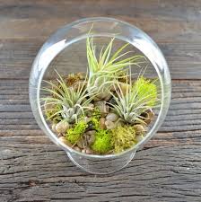 Succulent terrarium | флорариумы с суккулентами. An Ultimate Guide To Tillandsia Or Air Plants Care Terrarium Planting Guide