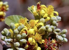 Image result for Grewia arborea