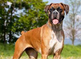boksyor animals dogs