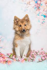 Belgian shepherd harrier havanese hovawart ibizan hound icelandic sheepdog italian greyhound irish red and white setter irish setter irish terrier irish water spaniel. Cute Sitting Shetland Sheepdog Puppy Facing The Camera On A Pastel Stock Photo Picture And Royalty Free Image Image 65255034