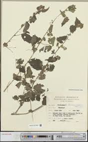 Image result for Psilotrichum sericeum