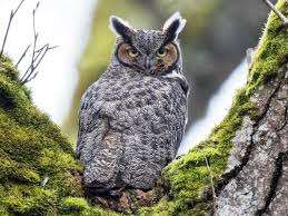 We would like to show you a description here but the site won't allow us. Owl S In Tennessee The Wood Thrush Shop
