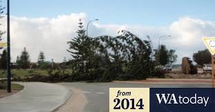 The world is shrinking and, in search of the best talent. City Beach 8217 S Transplanted Pine Trees Gone After Perth Storm