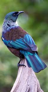 To visit the husky park and ride the sledges. Tui New Zealand For The Best Art Food Culture And Travel In New Zealand Head To Bit Ly Culturetripnewzealand Tui Bird Birds Beautiful Birds