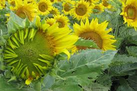 He expressed his annoyance at the puzzling mystery of how the first flowering plants evolved. Mystery Of Why Some Sunflowers Track The Sun Across Skies Solved New Scientist