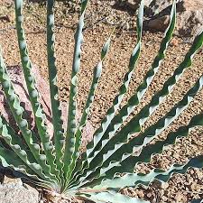 Image result for Boophone