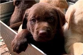 «» press to search craigslist. Labrador Retriever Puppies For Sale From Springfield Missouri Breeders