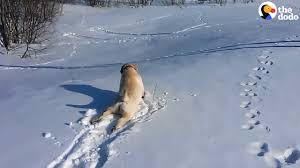 De fascinerende wereld van diersporen is één van de onderwerpen die mij 's winters het meest boeit. Deze Dieren Genieten Van De Sneeuw Droomplekken Nl