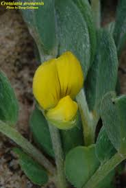 Image result for Crotalaria paraspartea