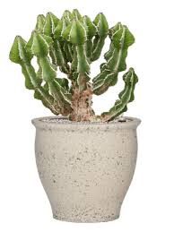 Image result for Euphorbia fortissima