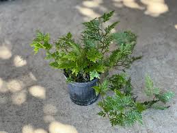 Image result for Selaginella eublepharis