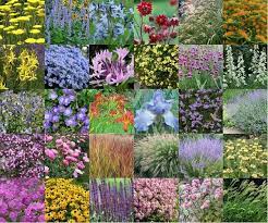 30 vaste planten voor een droge en zonnige border provencaalse tuin droge tuin planten zonnig