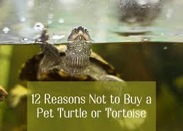 The biggest mistakes pet turtles owners make. 12 Reasons Not To Buy A Pet Turtle Or Tortoise Pethelpful By Fellow Animal Lovers And Experts